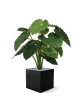 Alocasia Calidora 80 cm