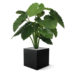 Alocasia Calidora 80 cm