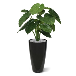 Alocasia Calidora 80 cm