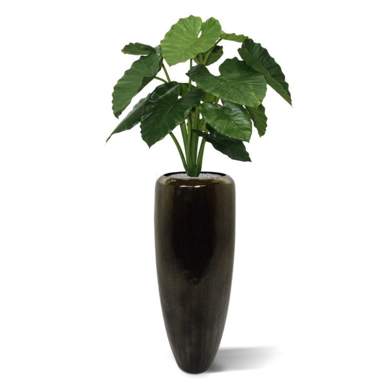 Alocasia Calidora 80 cm