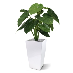 Alocasia Calidora 80 cm