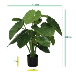 Alocasia Calidora 80 cm