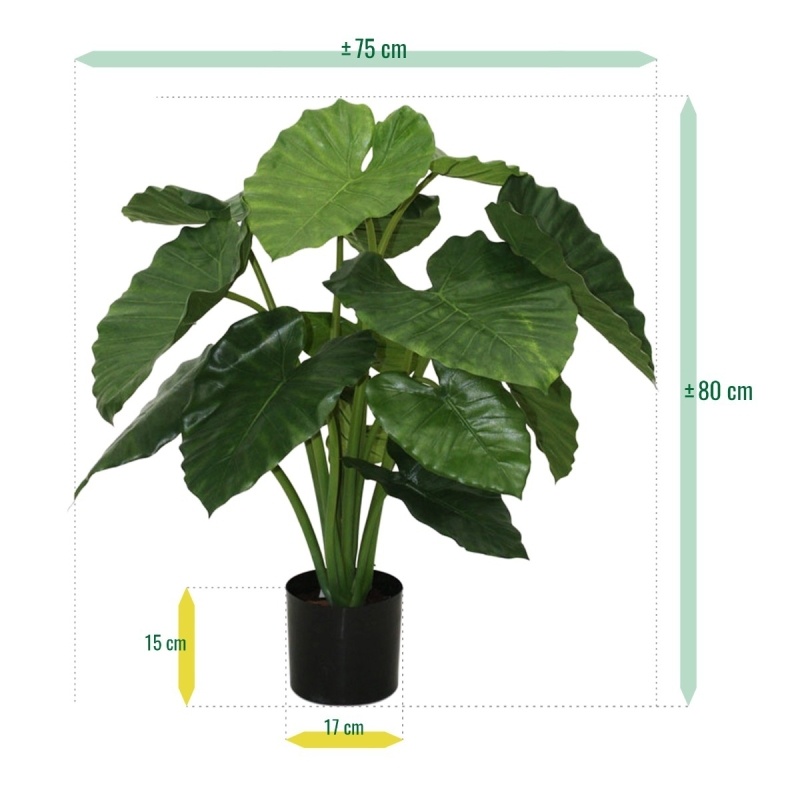 Alocasia Calidora 80 cm