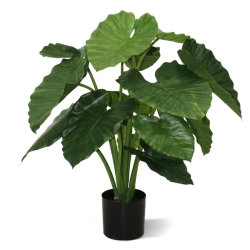 Alocasia Calidora 80 cm