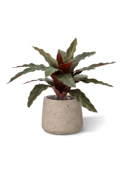 Pianta Calathea Artificiale 30cm Verde-Rosso