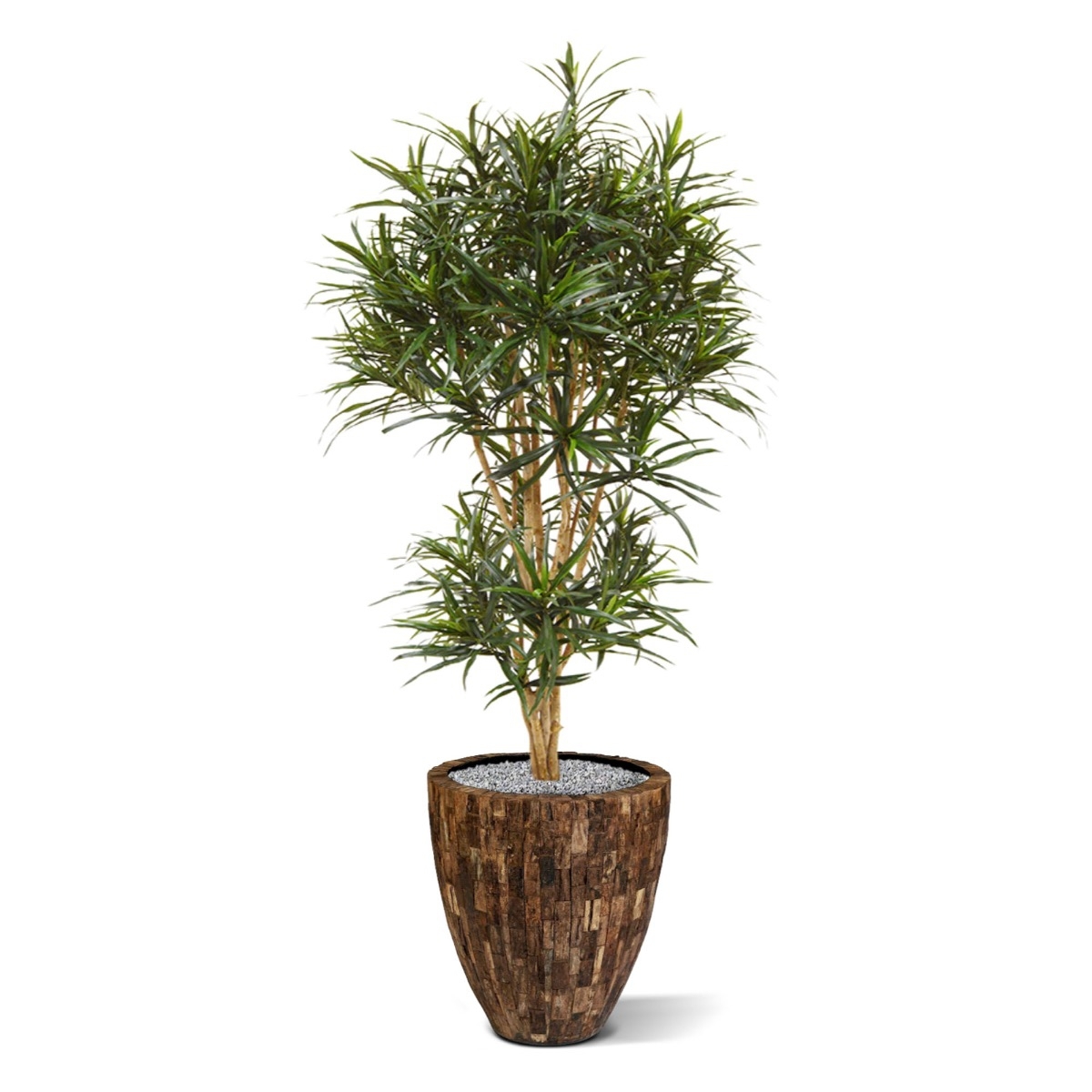 Draceana Reflexa Anita albero artificiale 160 cm