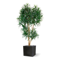 Draceana Reflexa XL albero artificiale 190 cm - verde