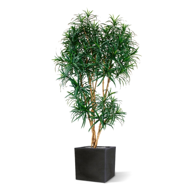 Draceana Reflexa XL albero artificiale 190 cm - verde