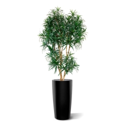Draceana Reflexa XL albero artificiale 190 cm - verde