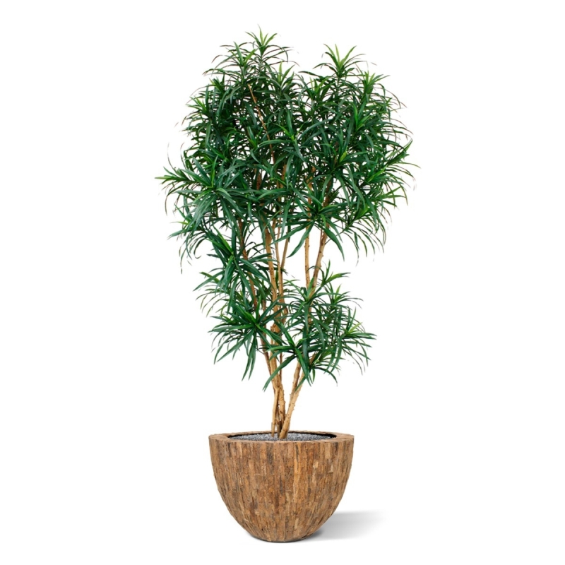 Draceana Reflexa XL albero artificiale 190 cm - verde