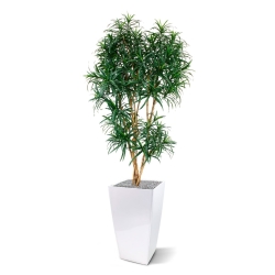 Draceana Reflexa XL albero artificiale 190 cm - verde