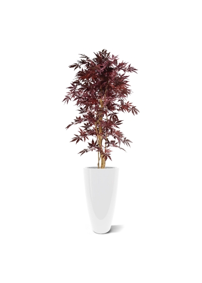 Acer bordeaux 145 cm