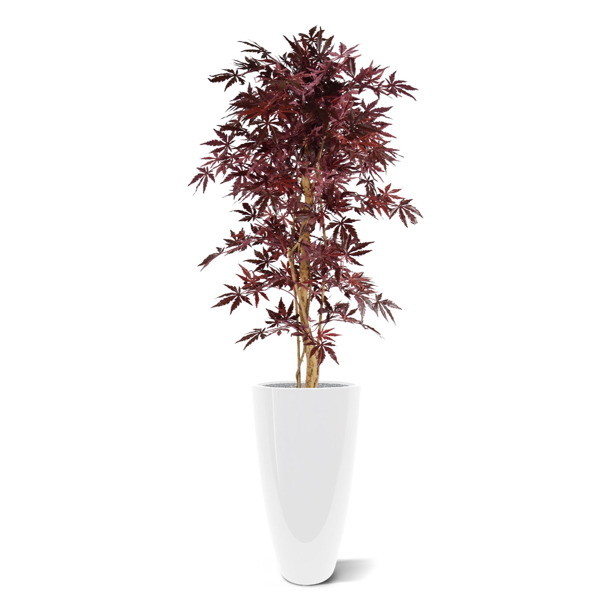 Acer bordeaux 145 cm