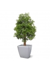 Pianta artificiale Ming Aralia UV 90cm