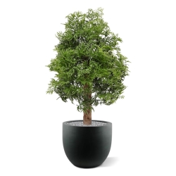 Pianta artificiale Ming Aralia UV 90cm