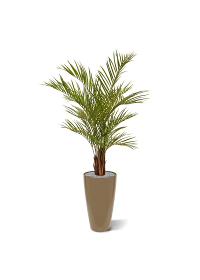 Palma artificiale Areca deluxe 150 cm