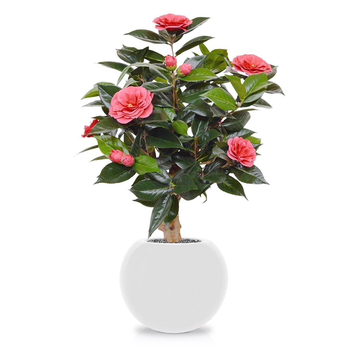 Pianta artificiale di camelia su base 65 cm - rosa
