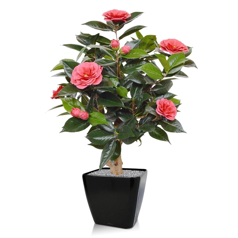 Pianta artificiale di camelia su base 65 cm - rosa