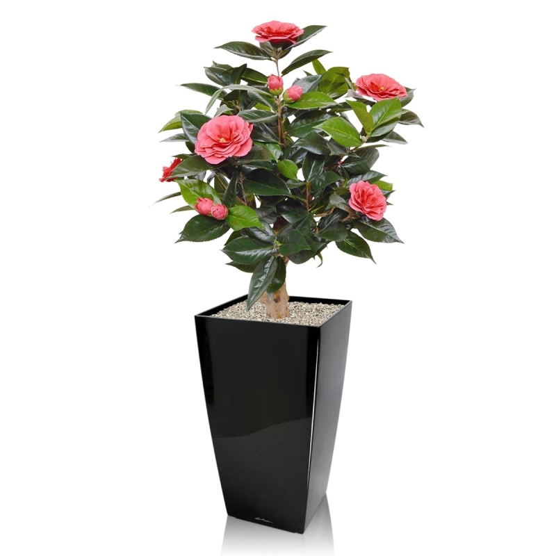 Pianta artificiale di camelia su base 65 cm - rosa