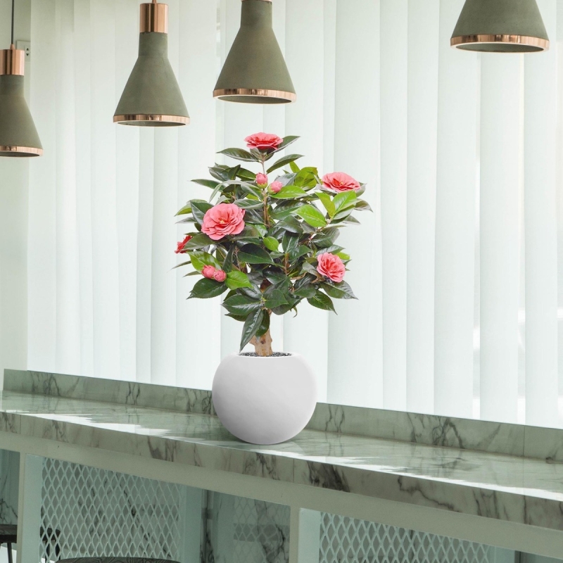 Pianta artificiale di camelia su base 65 cm - rosa