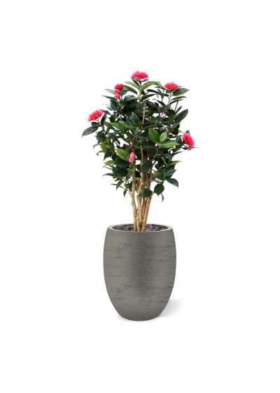 Camelia Japonica Deluxe 100 cm rosa