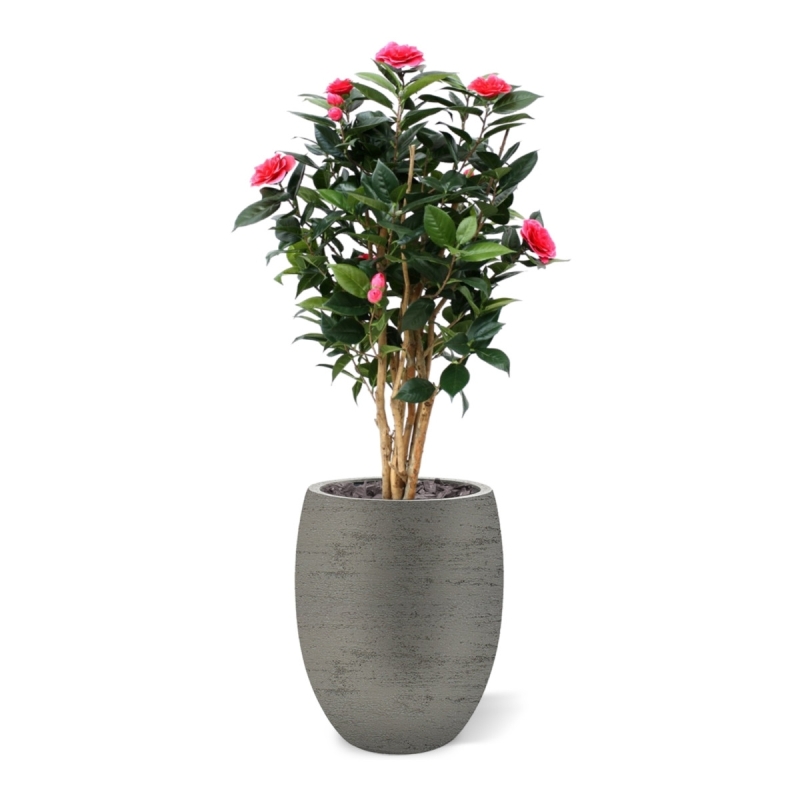 Camelia Japonica Deluxe 100 cm rosa