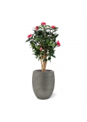Camelia Japonica Deluxe 100 cm rosa