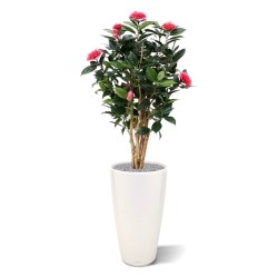 Camelia Japonica Deluxe 100 cm rosa