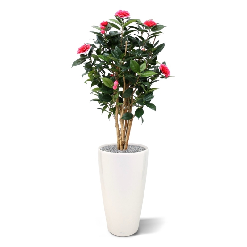 Camelia Japonica Deluxe 100 cm rosa