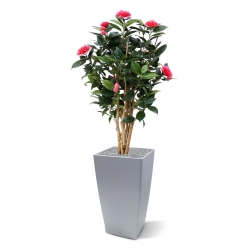 Camelia Japonica Deluxe 100 cm rosa