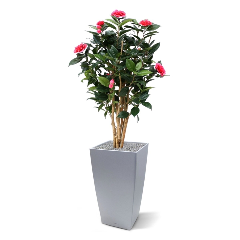 Camelia Japonica Deluxe 100 cm rosa