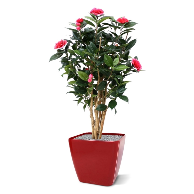 Camelia Japonica Deluxe 100 cm rosa