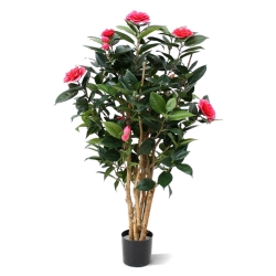 Camelia Japonica Deluxe 100 cm rosa