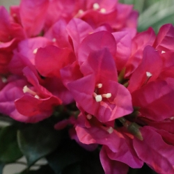 Bougainvillea Artificiale 45cm in vaso