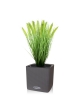 Pennisetum erba artificiale Plum pianta 50 cm in vaso 12 cm
