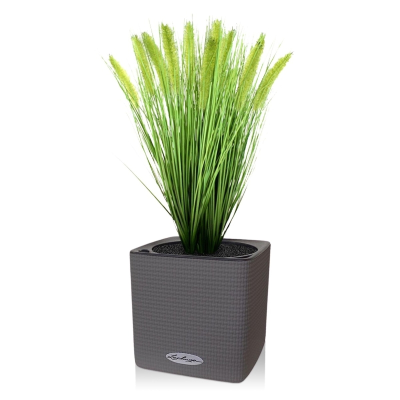 Pennisetum erba artificiale Plum pianta 50 cm in vaso 12 cm