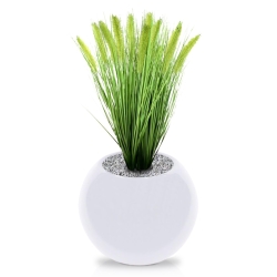 Pennisetum erba artificiale Plum pianta 50 cm in vaso 12 cm
