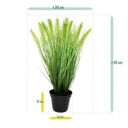 Pennisetum erba artificiale Plum pianta 50 cm in vaso 12 cm