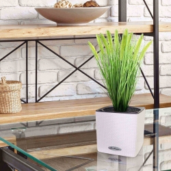 Pennisetum erba artificiale Plum pianta 50 cm in vaso 12 cm