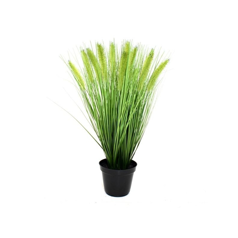 Pennisetum erba artificiale Plum pianta 50 cm in vaso 12 cm