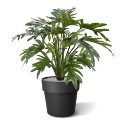 Philodendron Xanadu pianta artificiale 50 cm
