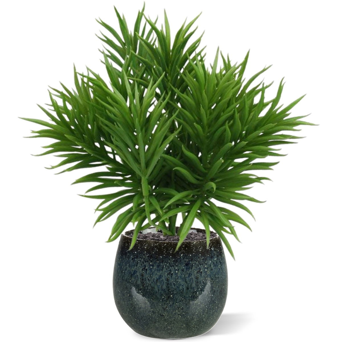 Bouquet di Peperomia Happy Bean