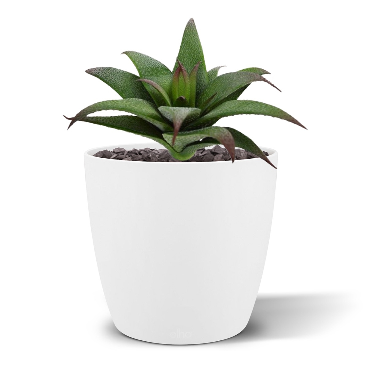 Bouquet di succulente artificiali Haworthia