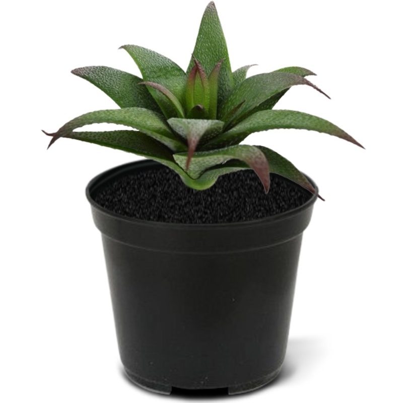 Bouquet di succulente artificiali Haworthia