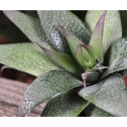Bouquet di succulente artificiali Haworthia