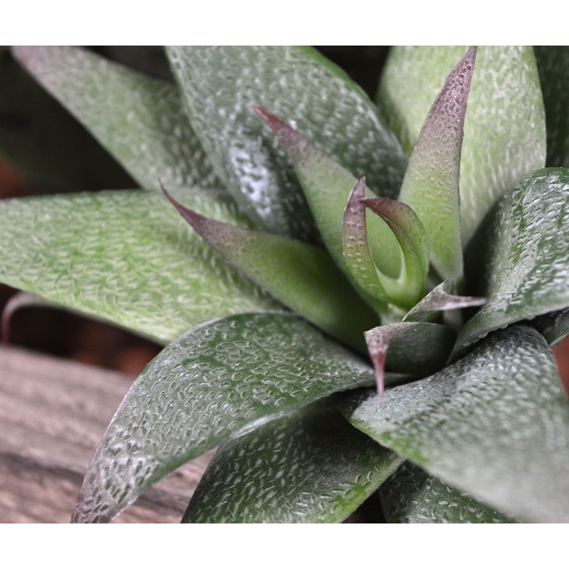 Bouquet di succulente artificiali Haworthia