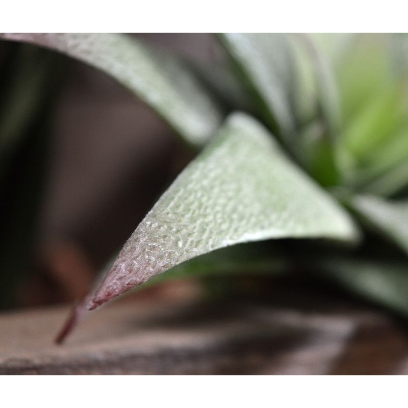 Bouquet di succulente artificiali Haworthia