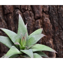 Bouquet di succulente artificiali Haworthia