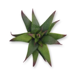 Bouquet di succulente artificiali Haworthia