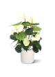 Pianta artificiale Anthurium deluxe 50 cm - crema